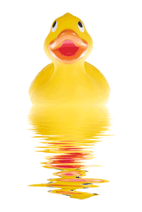 fotolia_2391932_ente fotolia 2391932 ente